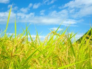 こだわりのお米